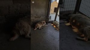 Нашествие клещей на приют