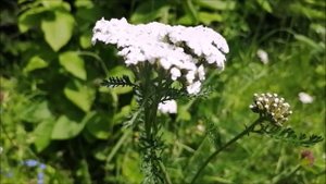 Тысячелистник обыкновенный (зак. текст + музыка) рубрика "Расскажите детям"