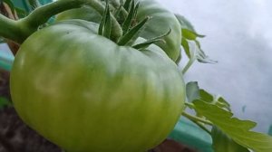 Хлороз Макушечная гниль на Томатах как с этим бороться?