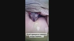 Сфинкс Анфиса, вставай!Недоброе утро кошки))
#сфинкс#развлечения#животные#домашниепитомцы#кошка