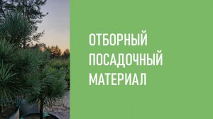 Отборный посадочный материал | Родное Дерево!