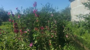 Вид из деревенского окна, мальвы в огороде, счастливая жизнь в деревне