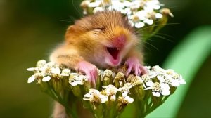 ЭТИ ЗАБАВНЫЕ ЖИВОТНЫЕ💖 #забавные зверята#funny_moments_caught_on_camera