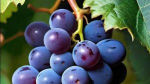05.11 98Мб. ВИНОГРАД Июль 2025