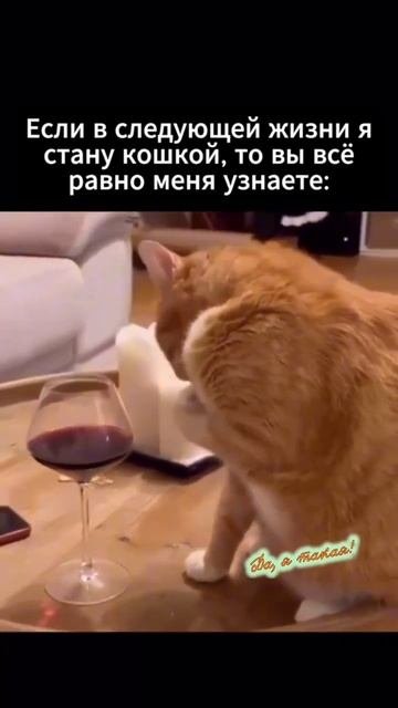 стану кошкой #shorts