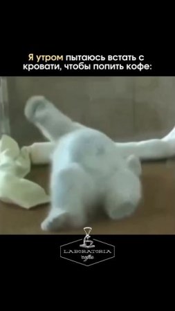 Вы знаете кому отправить😀🖤☕️
Лаборатория кофе| Артикул кофе☕️ wb: 186953525