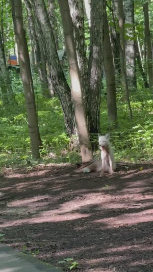 Путяевские пруды и велосипедный маршрут по Сокольникам 😍восторг!Встретили Лису 🦊