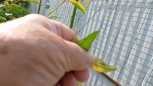 Летние развлечение ( нежданные гости ... )