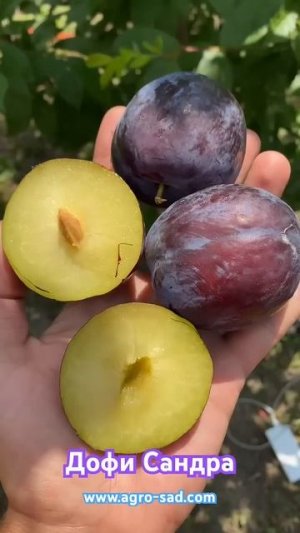 Дофи Сандра - вкуснейшая ранняя диплоидная слива - Кубань 2025