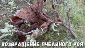 Успешное возвращение пчелиного роя на пасеку!