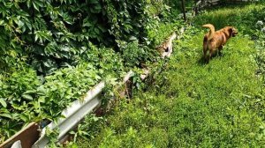 Соболь после прогулки!🐶🦮🐕