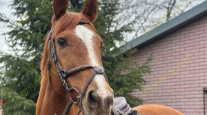 4950-4 Любительский класс