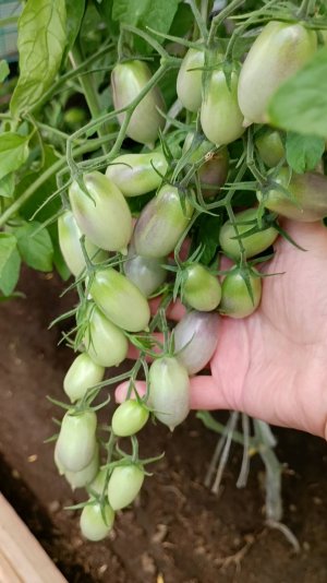 🍅 томаты черри 🍅🍅🍅