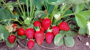 СДЕЛАЙ ЭТО с КЛУБНИКОЙ СЕЙЧАС и в следующем году будет урожай ведрами