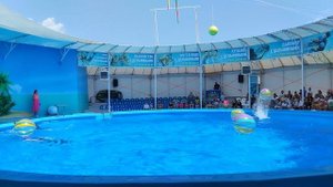 Дельфинарий_10