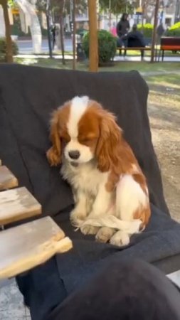 Малыш очень устал 🥰