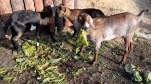 Кокосик попал на козьи роды и дойку