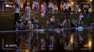 Любовь и голуби Лиза, Син и лебеди в нашем новом Горизонте новостей прямиком с Патриарших прудов!