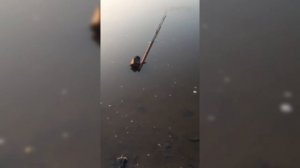 Рыбалка на р.Амур (Пензенская протока).[ЧАСиК].Ауха - китайский окунь. Отдых на природе.