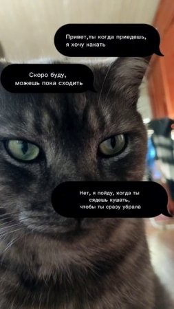 Котики