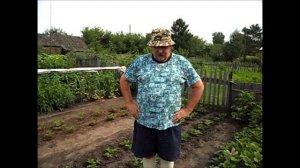 Подкормка высаженной клубники