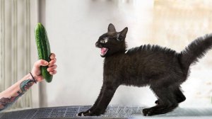 ПРИКОЛЫ С ЖИВОТНЫМИ ДО СЛЕЗ #111 Смешные КОТЫ И СОБАКИ  Приколы