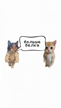 объясняют котята