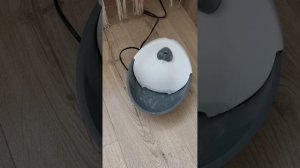 Массаж коту, корма для кота, как живет Барчи