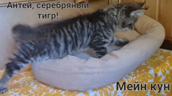 Мейн кун Антей 2,5 месяца
