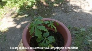 Дача 25-26.07.25. Убрана упавшая ива, готовим куриное мясо на решётке, укореняются черенки