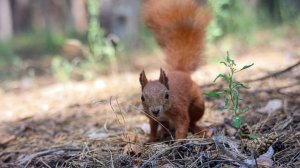 Кормление белок в Пикник-Парке