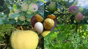 👀ОБЗОР УРОЖАЯ🍎🍑🍇🍏ПОСЛЕ ВЕСЕННИХ ВОЗВРАТНЫХ ЗАМОРОЗКОВ☃️2025год.🍒