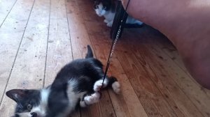 Котятки играют с шариками