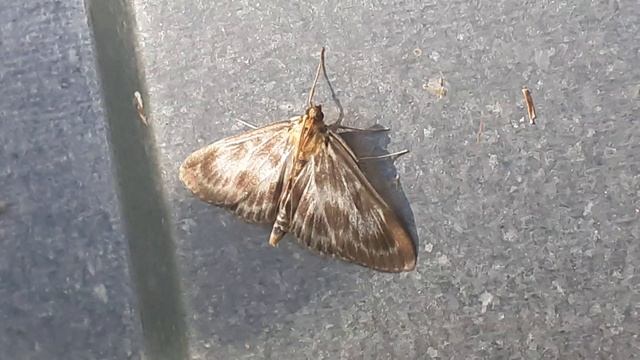 Огнёвка крапивная пёстрая (Anania hortulata)