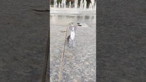 ПЕРВОЕ ВИДЕО?! Влог с моей бумажной собакой Элис🌸🫧