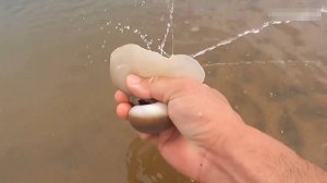 В Дацине во время отлива обнаружили в песке огромную морскую анемону