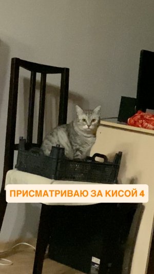 Присматриваю за кисой 4