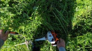 Растительные сидераты - удобрения на картофельном поле