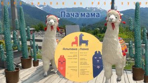 Пача мама Альпаки на Роза Хурор. Чем заняться на Роза хутор?