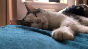 Кот спит