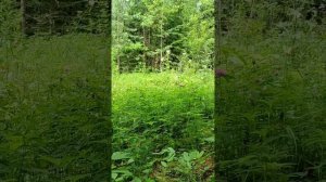 Прогулка в лес 17 июля. Валуи.