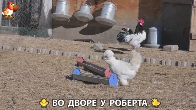 Содержание кур в домашних условиях и других птиц во дворе у Роберта 🐣🐤🦆🐔🪿🦃 (90)
