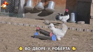 Содержание кур в домашних условиях и других птиц во дворе у Роберта 🐣🐤🦆🐔🪿🦃 (90)