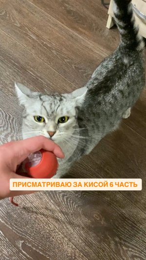 Присматриваю за кисой 6