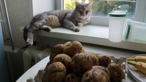 радуюсь картошке со своего огорода в деревне