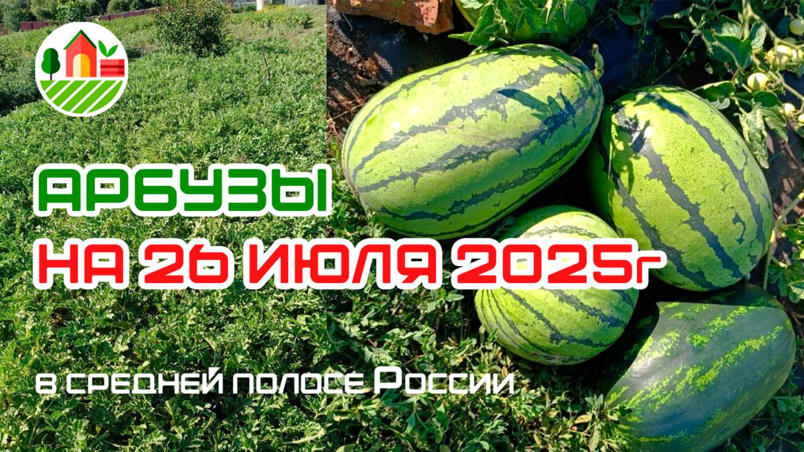 Арбузы на 26 июля 2025 года в средней полосе России (Республика Мордовия)