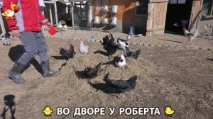 Содержание кур в домашних условиях и других птиц во дворе у Роберта 🐣🐤🦆🐔🪿🦃 (89)