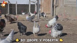 Содержание кур в домашних условиях и других птиц во дворе у Роберта 🐣🐤🦆🐔🪿🦃 (88)