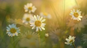 Ромашковое лето. Автор исполнитель Светлана Марина.