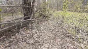 Коп в лесу и первые грибы